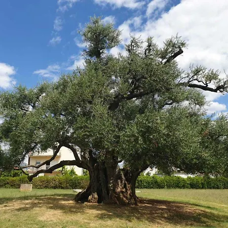 Olea Kastela