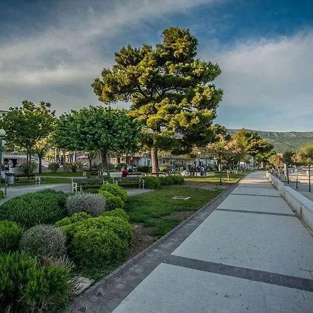 Olea